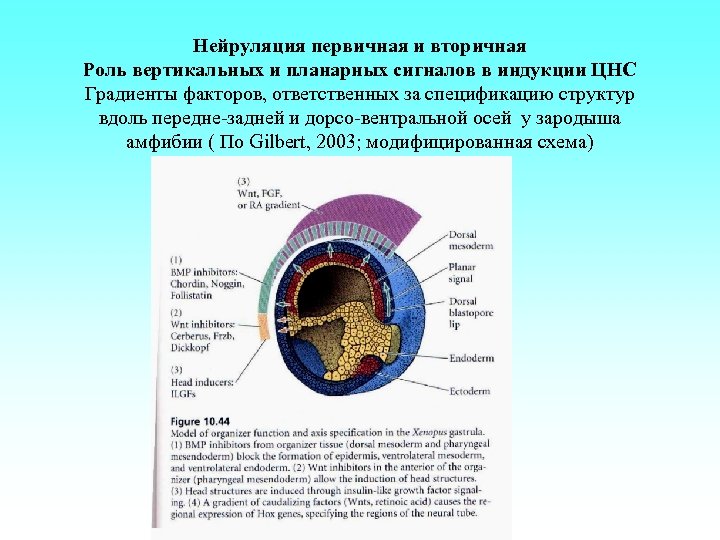 Нейруляция первичная и вторичная Роль вертикальных и планарных сигналов в индукции ЦНС Градиенты факторов,
