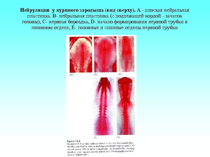 Нейруляция у куриного зародыша (вид сверху). А - плоская нейральная пластинка. B- нейральная пластинка