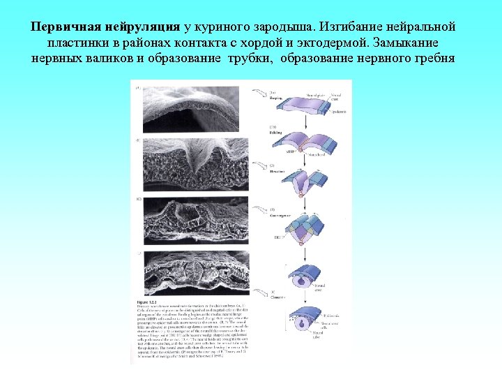 Первичная нейруляция у куриного зародыша. Изгибание нейральной пластинки в районах контакта с хордой и