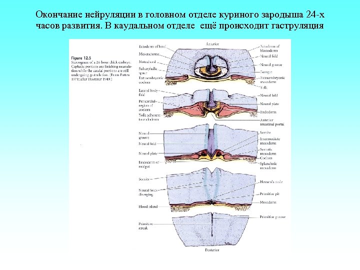 Окончание нейруляции в головном отделе куриного зародыша 24 -х часов развития. В каудальном отделе