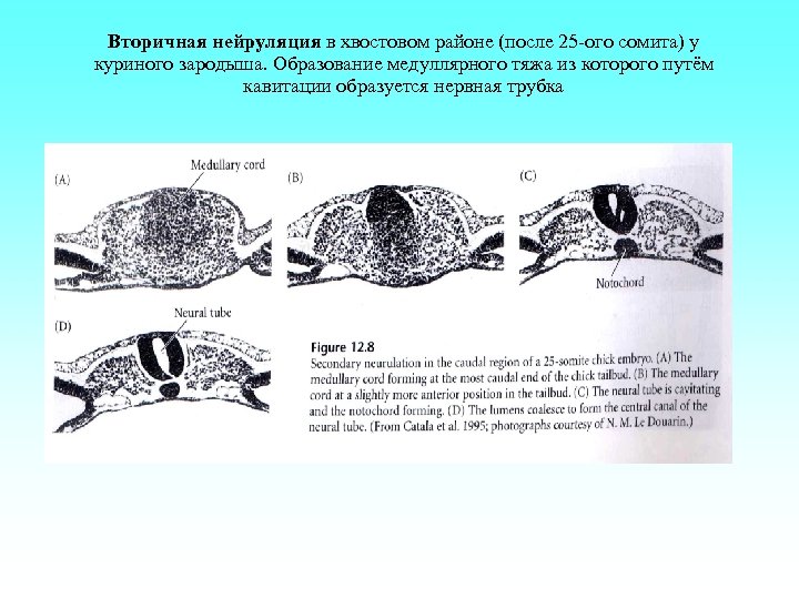 Вторичная нейруляция в хвостовом районе (после 25 -ого сомита) у куриного зародыша. Образование медуллярного