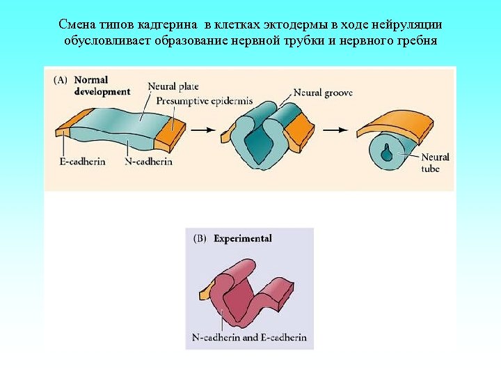 Смена типов кадгерина в клетках эктодермы в ходе нейруляции обусловливает образование нервной трубки и