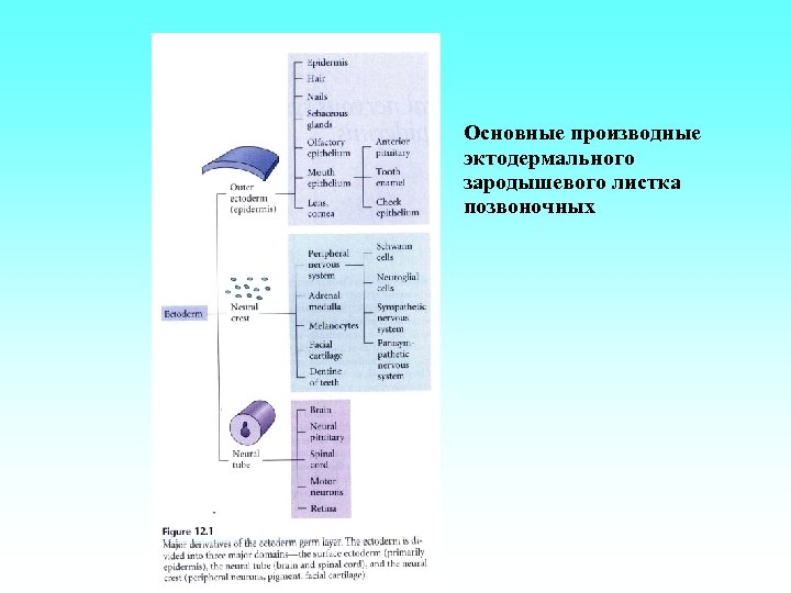 Основные производные эктодермального зародышевого листка позвоночных 