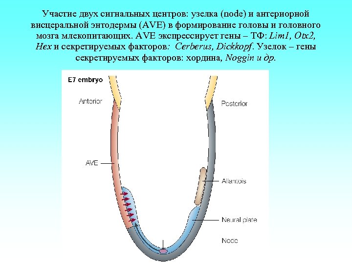 Участие двух сигнальных центров: узелка (node) и антериорной висцеральной энтодермы (AVE) в формирование головы