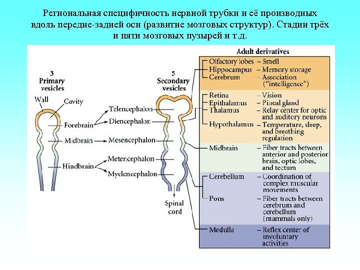 Региональная специфичность нервной трубки и её производных вдоль передне-задней оси (развитие мозговых структур). Стадии