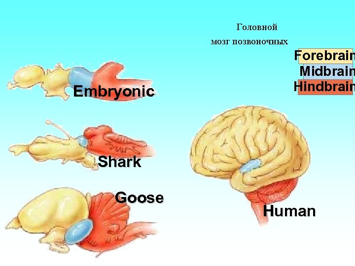 Головной мозг позвоночных Embryonic Forebrain Midbrain Hindbrain Shark Goose Human 