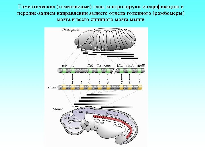Гомеотические (гомеозисные) гены контролируют спецификацию в передне-заднем направлении заднего отдела головного (ромбомеры) мозга и