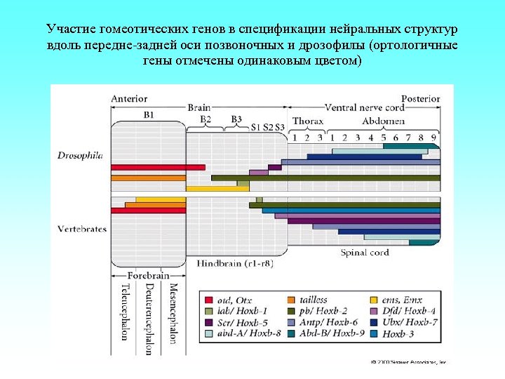 Участие гомеотических генов в спецификации нейральных структур вдоль передне-задней оси позвоночных и дрозофилы (ортологичные
