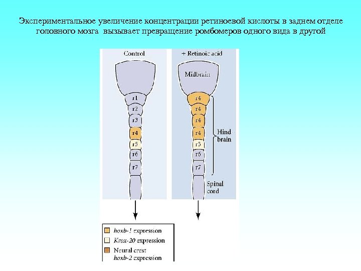 Экспериментальное увеличение концентрации ретиноевой кислоты в заднем отделе головного мозга вызывает превращение ромбомеров одного