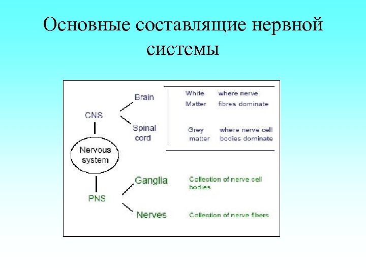 Основные составлящие нервной системы 