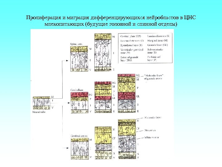 Пролиферация и миграция дифференцирующихся нейробластов в ЦНС млекопитающих (будущие головной и спинной отделы) 