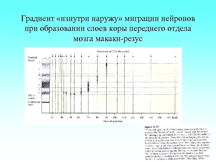 Градиент «изнутри наружу» миграции нейронов при образовании слоев коры переднего отдела мозга макаки-резус 