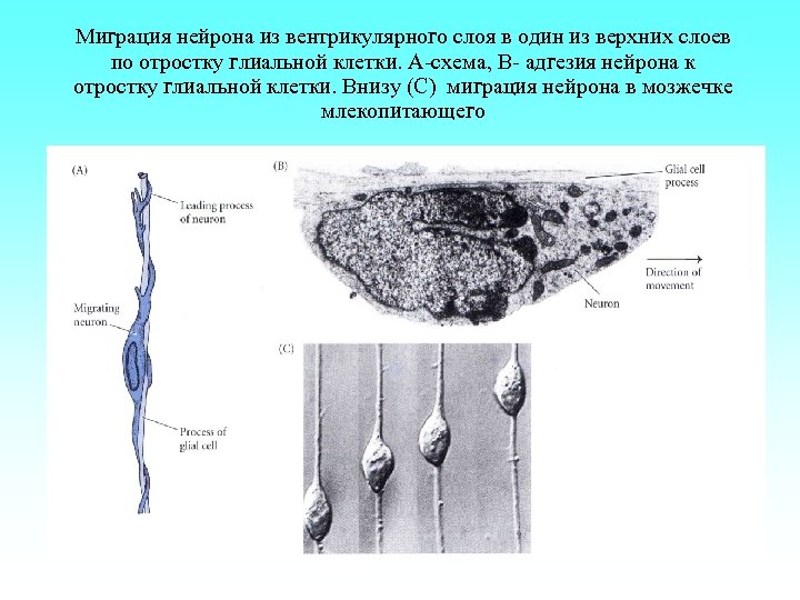 Миграция нейрона из вентрикулярного слоя в один из верхних слоев по отростку глиальной клетки.