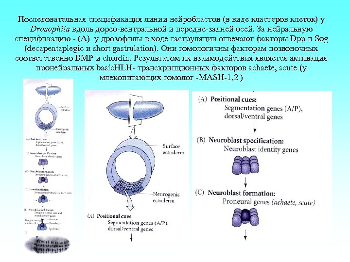 Последовательная спецификация линии нейробластов (в виде кластеров клеток) у Drosophila вдоль дорсо-вентральной и передне-задней
