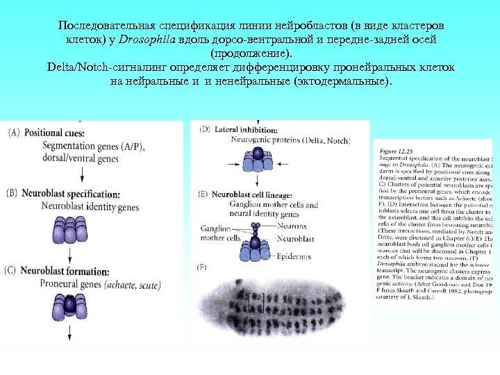 Последовательная спецификация линии нейробластов (в виде кластеров клеток) у Drosophila вдоль дорсо-вентральной и передне-задней
