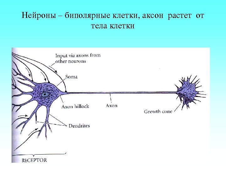 Нейроны – биполярные клетки, аксон растет от тела клетки 