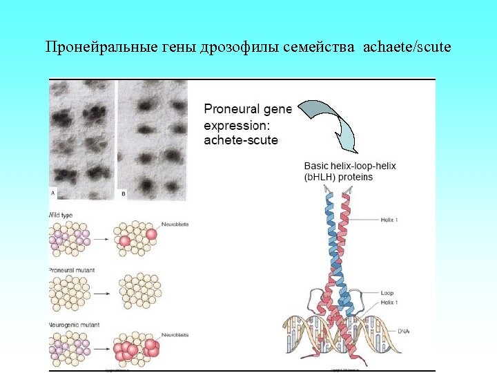 Пронейральные гены дрозофилы семейства achaete/scute 