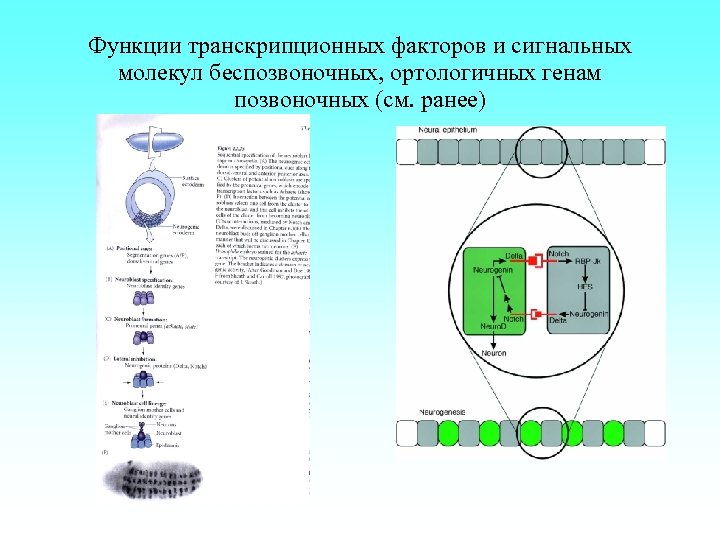 Функции транскрипционных факторов и сигнальных молекул беспозвоночных, ортологичных генам позвоночных (см. ранее) 
