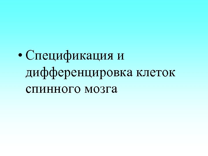  • Спецификация и дифференцировка клеток спинного мозга 