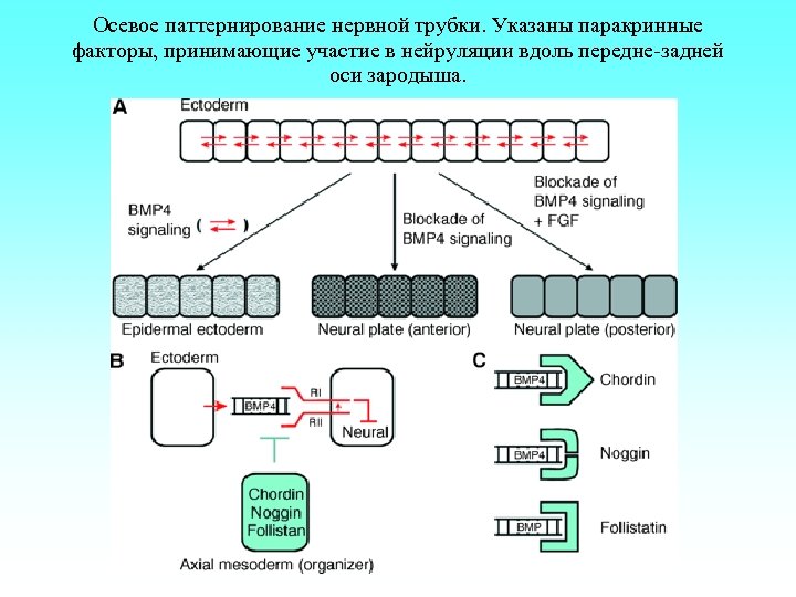 Осевое паттернирование нервной трубки. Указаны паракринные факторы, принимающие участие в нейруляции вдоль передне-задней оси