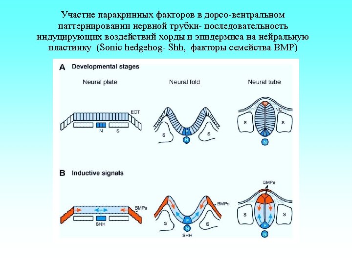 Участие паракринных факторов в дорсо-вентральном паттернировании нервной трубки- последовательность индуцирующих воздействий хорды и эпидермиса