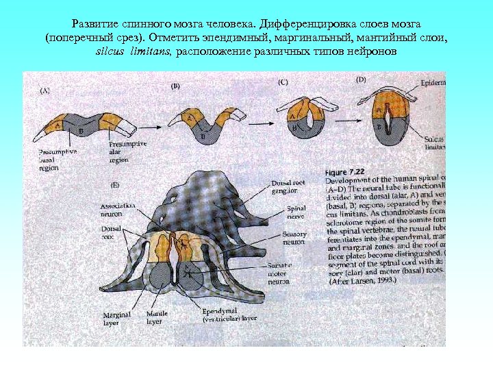 Развитие спинного мозга человека. Дифференцировка слоев мозга (поперечный срез). Отметить эпендимный, маргинальный, мантийный слои,