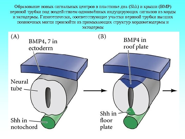 Образование новых сигнальных центров в пластинке дна (Shh) и крыши (BMP) нервной трубки под