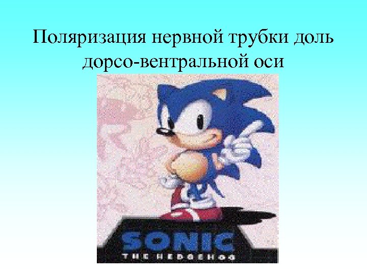 Поляризация нервной трубки доль дорсо-вентральной оси 