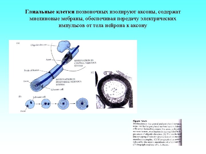 Глиальные клетки позвоночных изолируют аксоны, содержат миелиновые мебраны, обеспечивая передачу электрических импульсов от тела