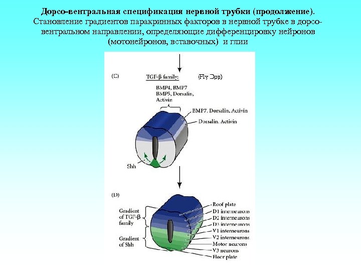 Дорсо-вентральная спецификация нервной трубки (продолжение). Становление градиентов паракринных факторов в нервной трубке в дорсовентральном