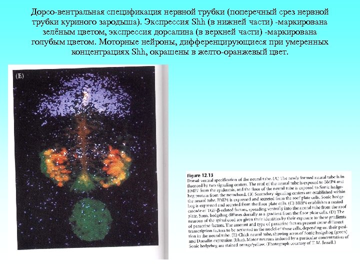 Дорсо-вентральная спецификация нервной трубки (поперечный срез нервной трубки куриного зародыша). Экспрессия Shh (в нижней