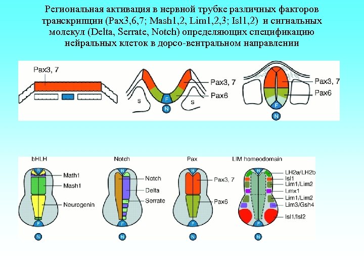 Региональная активация в нервной трубке различных факторов транскрипции (Pax 3, 6, 7; Mash 1,
