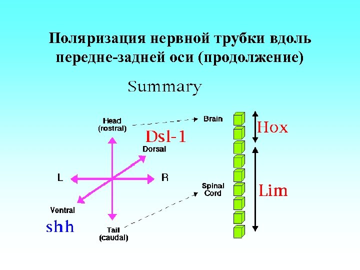 Поляризация нервной трубки вдоль передне-задней оси (продолжение) 