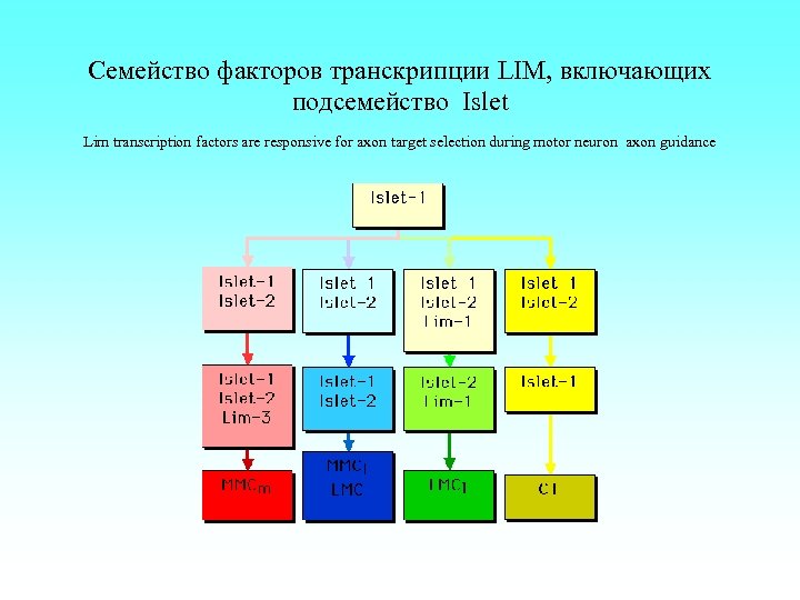 Семейство факторов транскрипции LIM, включающих подсемейство Islet Lim transcription factors are responsive for axon
