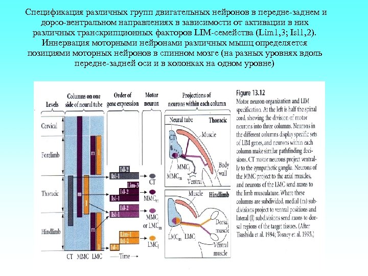 Спецификация различных групп двигательных нейронов в передне-заднем и дорсо-вентральном направлениях в зависимости от активации