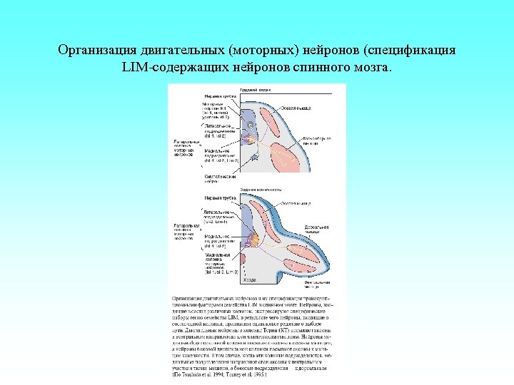 Организация двигательных (моторных) нейронов (спецификация LIM-содержащих нейронов спинного мозга. 