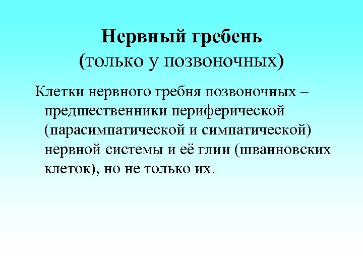 Нервный гребень (только у позвоночных) Клетки нервного гребня позвоночных – предшественники периферической (парасимпатической и