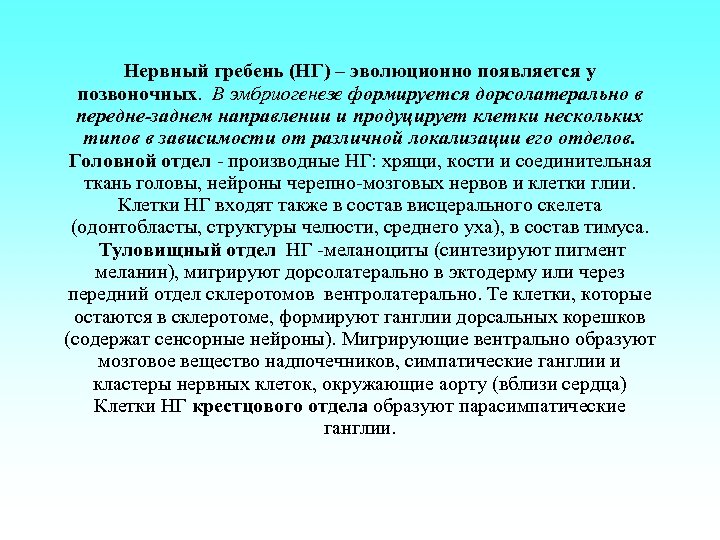 Нервный гребень (НГ) – эволюционно появляется у позвоночных. В эмбриогенезе формируется дорсолатерально в передне-заднем