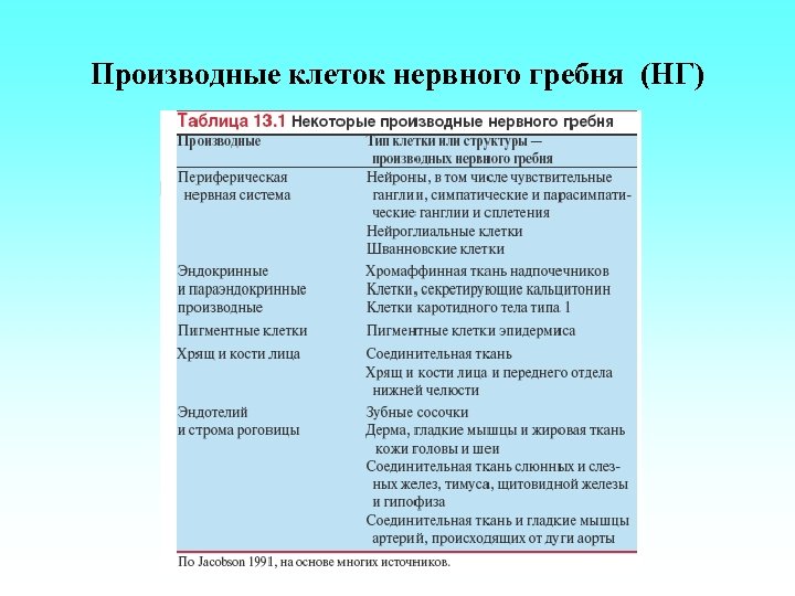 Производные клеток нервного гребня (НГ) 