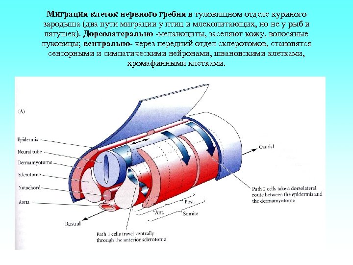 Миграция клеток нервного гребня в туловищном отделе куриного зародыша (два пути миграции у птиц