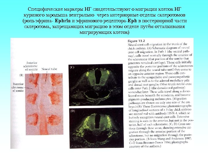 Специфические маркеры НГ свидетельствуют о миграции клеток НГ куриного зародыша вентрально через антериорные отделы