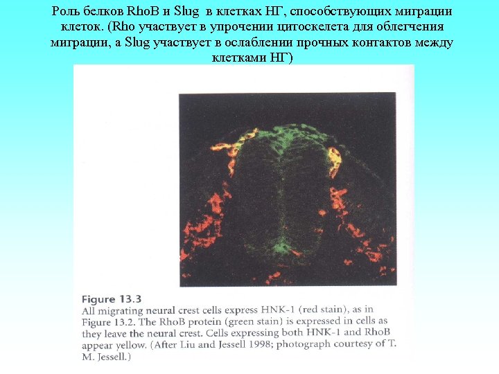 Роль белков Rho. B и Slug в клетках НГ, способствующих миграции клеток. (Rho участвует