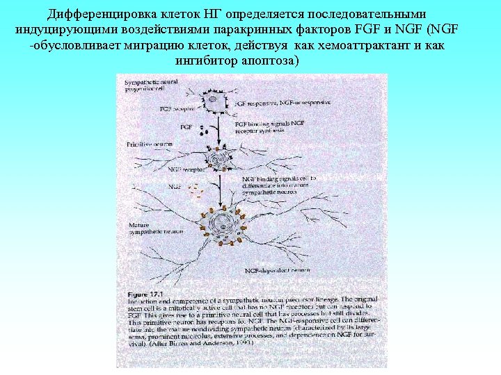 Дифференцировка клеток НГ определяется последовательными индуцирующими воздействиями паракринных факторов FGF и NGF (NGF -обусловливает