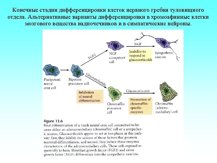 Конечные стадии дифференцировки клеток нервного гребня туловищного отдела. Альтернативные варианты дифференцировки в хромоафинные клетки