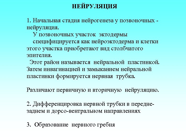 НЕЙРУЛЯЦИЯ 1. Начальная стадия нейрогенеза у позвоночных нейруляция. У позвоночных участок эктодермы специфицируется как