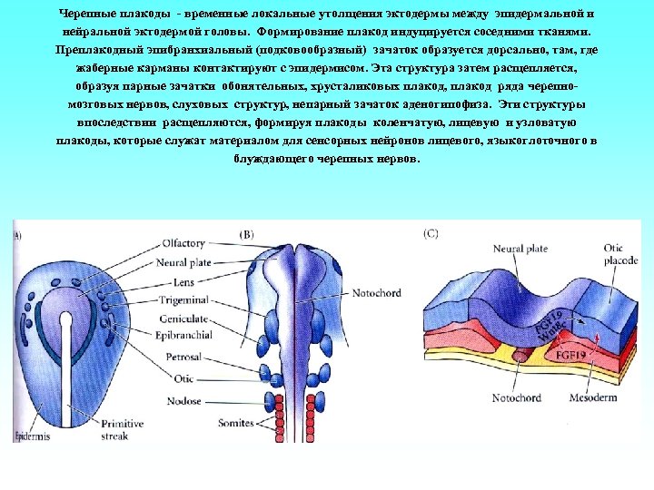 Черепные плакоды - временные локальные утолщения эктодермы между эпидермальной и нейральной эктодермой головы. Формирование