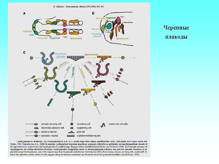Черепные плакоды 
