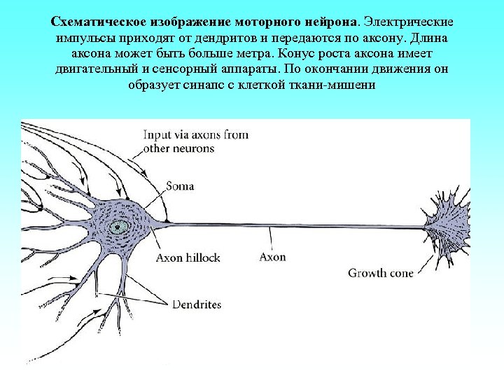 Схематическое изображение моторного нейрона. Электрические импульсы приходят от дендритов и передаются по аксону. Длина