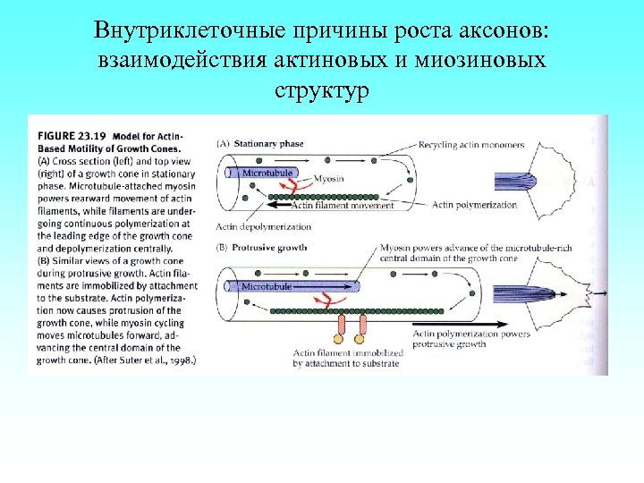 Внутриклеточные причины роста аксонов: взаимодействия актиновых и миозиновых структур 