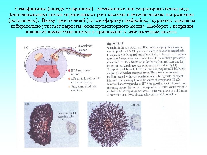 Семафорины (наряду с эфринами) - мембранные или секреторные белки ряда (эпителиальных) клеток ограничивают рост